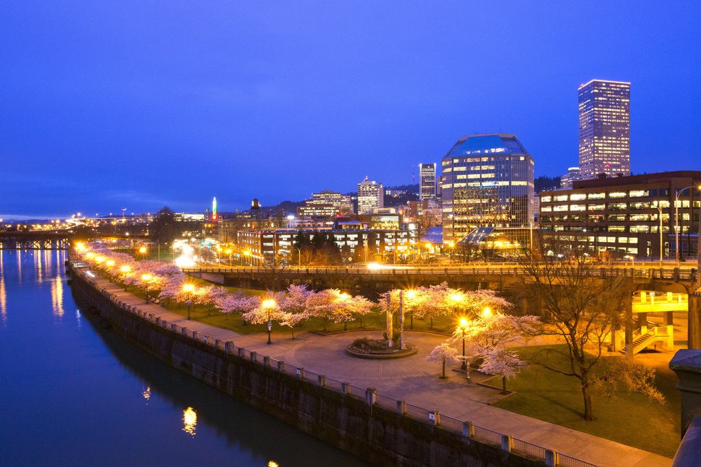 Detail of night image of cherry blossoms and water front park, Willamette River, Portland Oregon by Anonymous