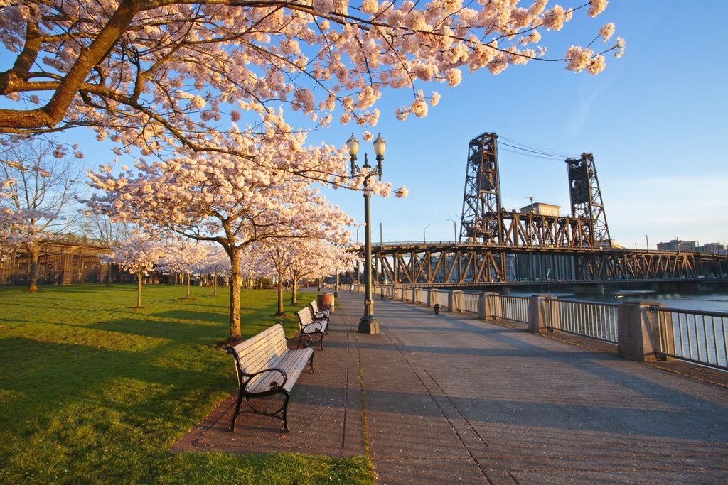 Detail of sunrie cherry trees and Steel Bridge, Portland Oregon by Anonymous