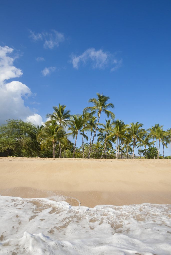 Detail of Hulopo'e Beach by Anonymous