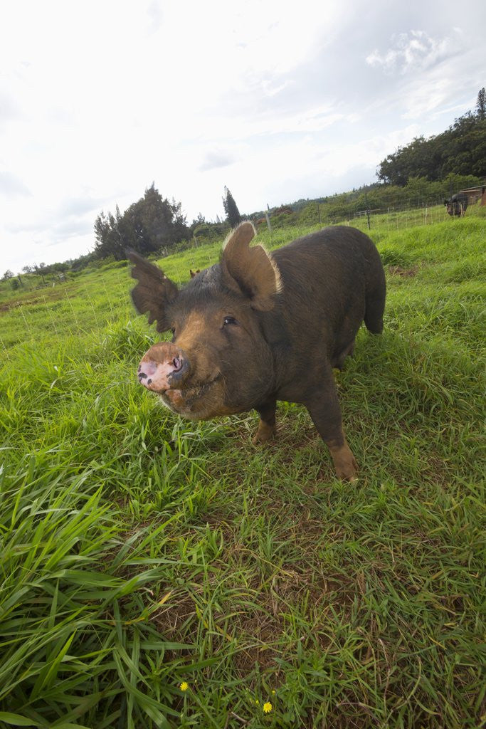 Detail of Berkshire pig at Malama Farms, Haiku, Maui, Hawaii by Anonymous