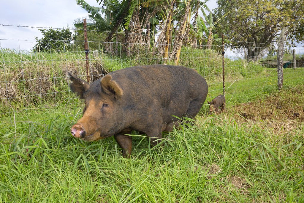 Detail of Berkshire pig at Malama Farms, Haiku, Maui, Hawaii by Anonymous