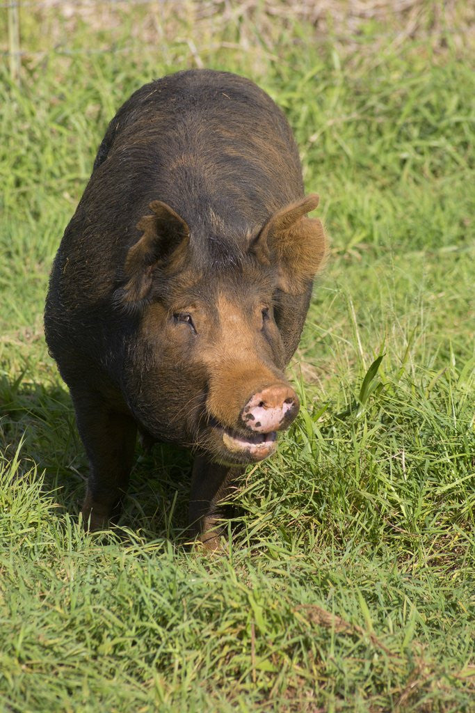 Detail of Berkshire pig at Malama Farms, Haiku, Maui, Hawaii by Anonymous