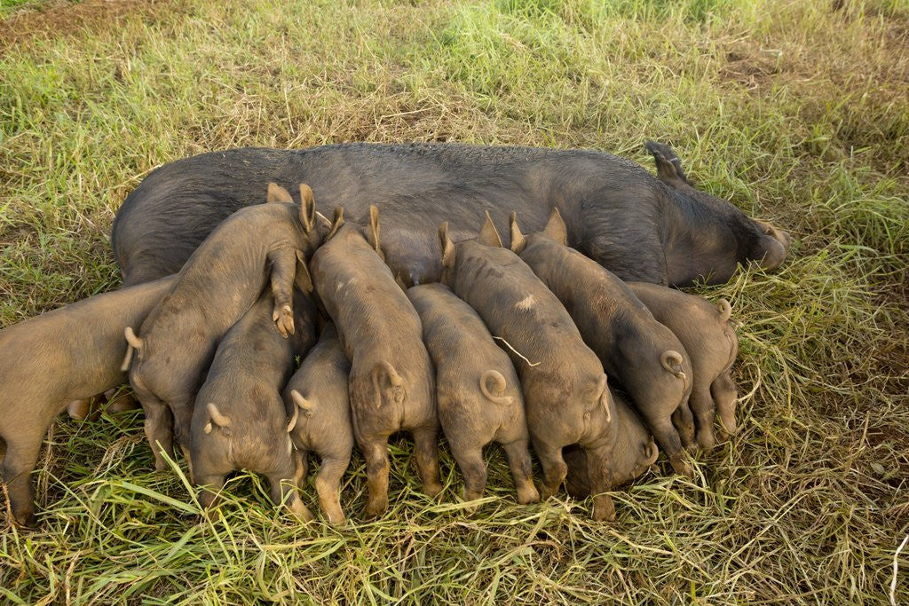 Detail of Mother Bershire Pig nursing her baby pigs/piglets by Anonymous