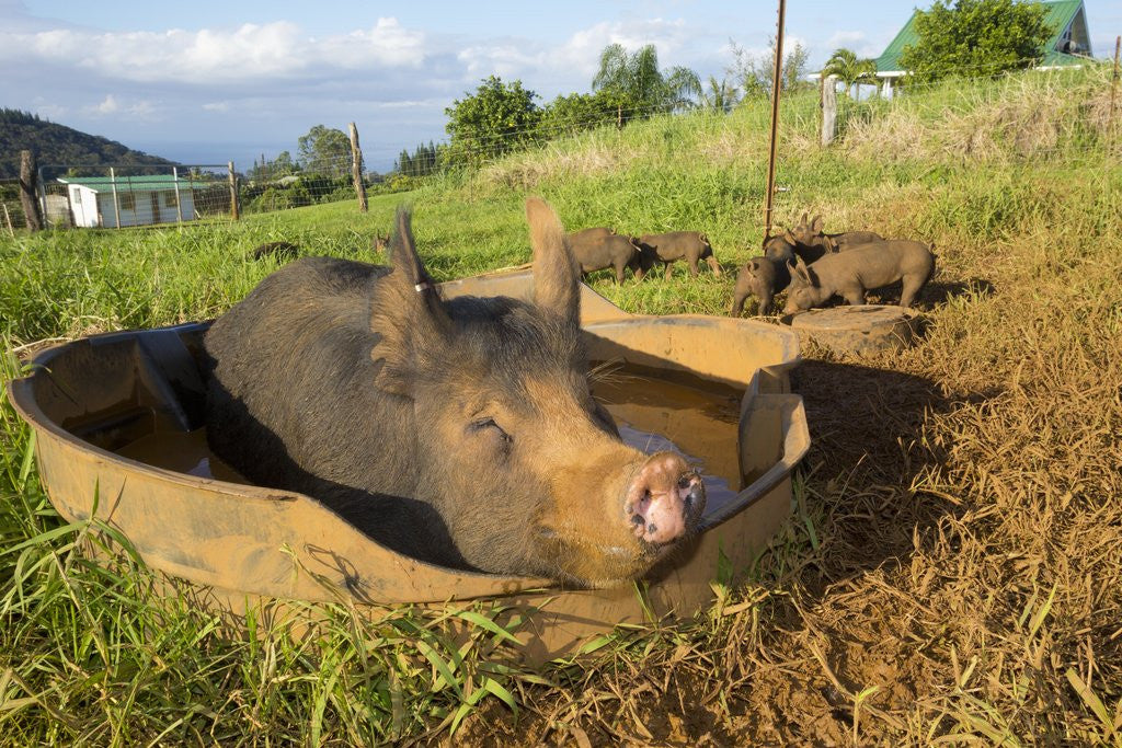 Detail of Berkshire pig and her piglets at Malama Farms, Haiku, Maui, Hawaii by Anonymous
