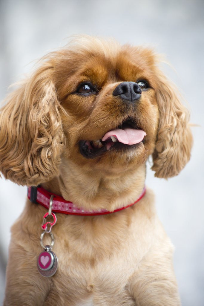 Detail of Cavalier King Charles Spaniel by Anonymous