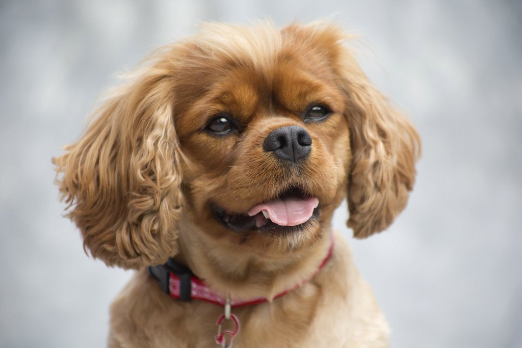 Detail of Cavalier King Charles Spaniel by Anonymous