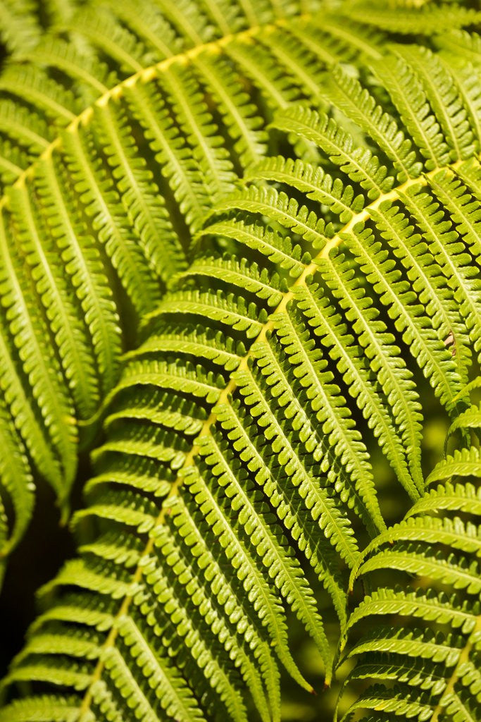 Detail of Close-up of Hapu'u Fern leaves by Anonymous