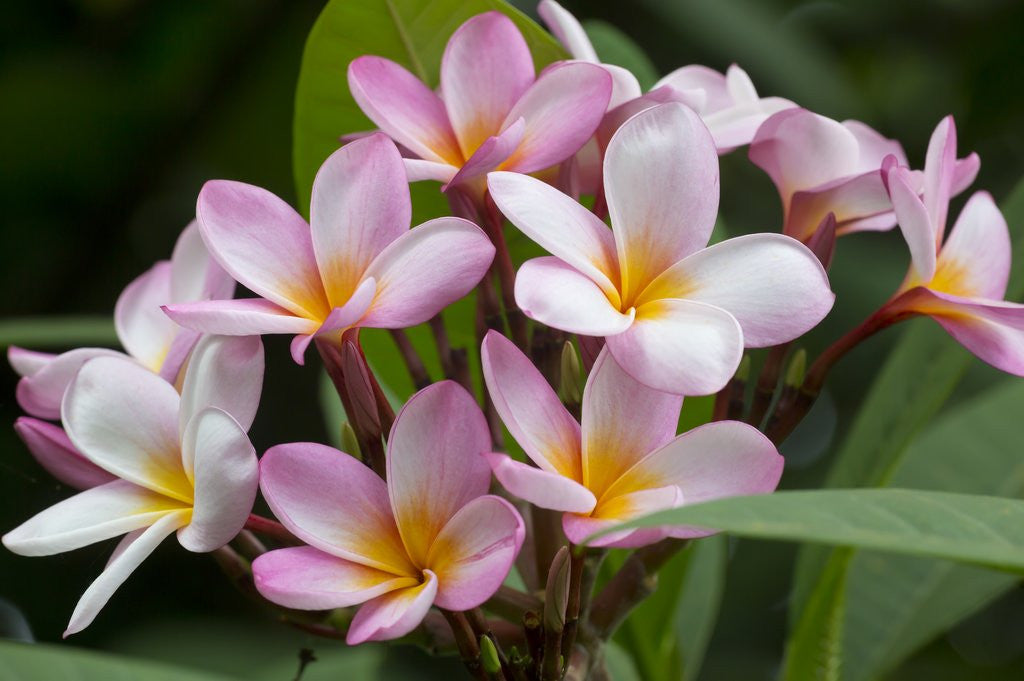 Detail of Cluster of Pink Plumeria blossoms. by Corbis