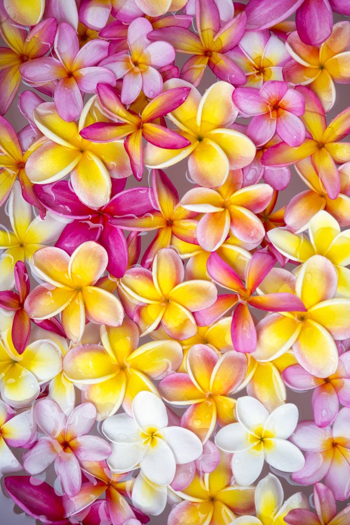 Detail of Colorful Plumeria blossoms, Maui, Hawaii by Corbis