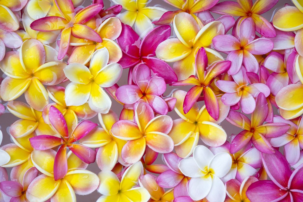 Detail of Colorful Plumeria blossoms, Maui, Hawaii by Anonymous