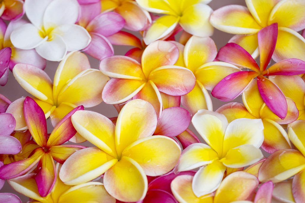 Detail of Colorful Plumeria blossoms, Maui, Hawaii by Anonymous