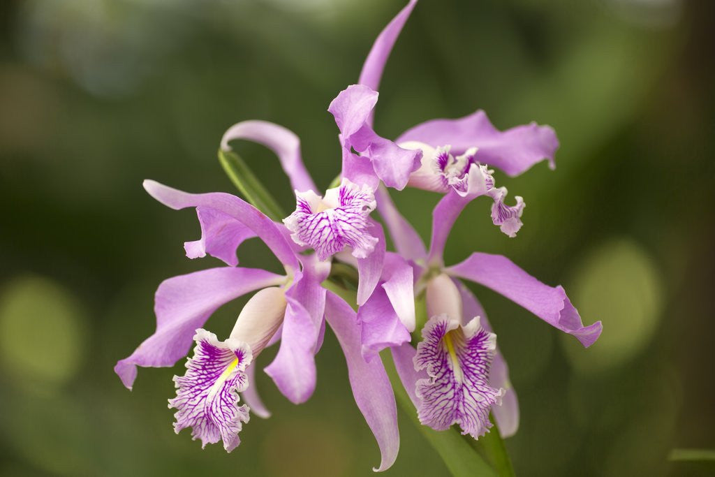 Detail of Cattleya Maxima, Maui, Hawaii by Anonymous