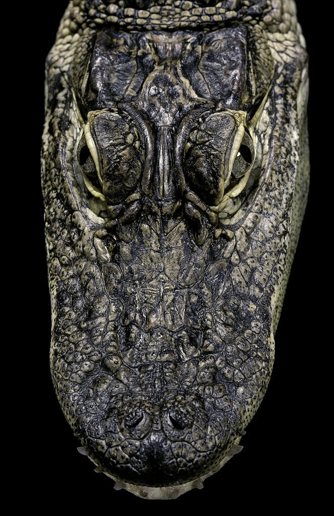 Detail of Alligator mississippiensis (american alligator) - snout by Anonymous