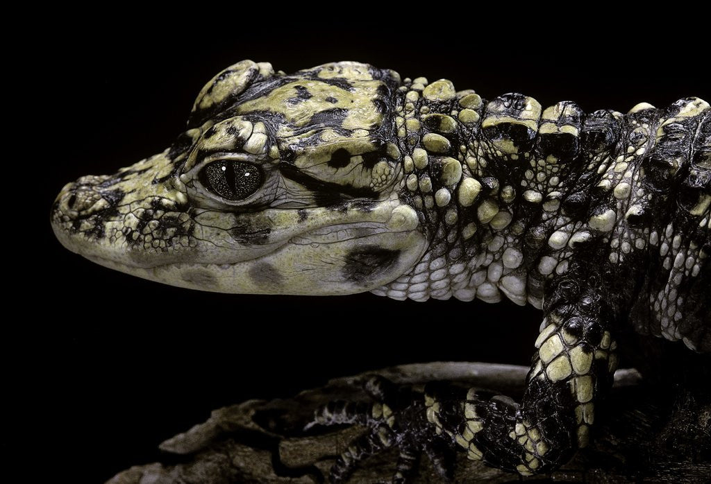 Detail of Alligator sinensis (chinese alligator) by Anonymous