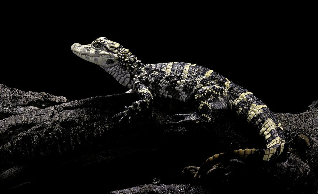 Detail of Alligator sinensis (chinese alligator) by Anonymous