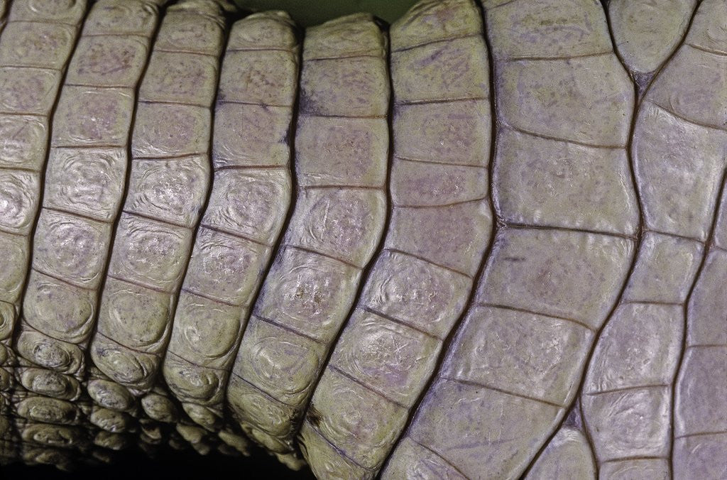 Detail of Caiman crocodilus) (spectacled caiman) - scales by Anonymous