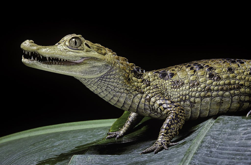Detail of Caiman crocodilus) (spectacled caiman) by Corbis