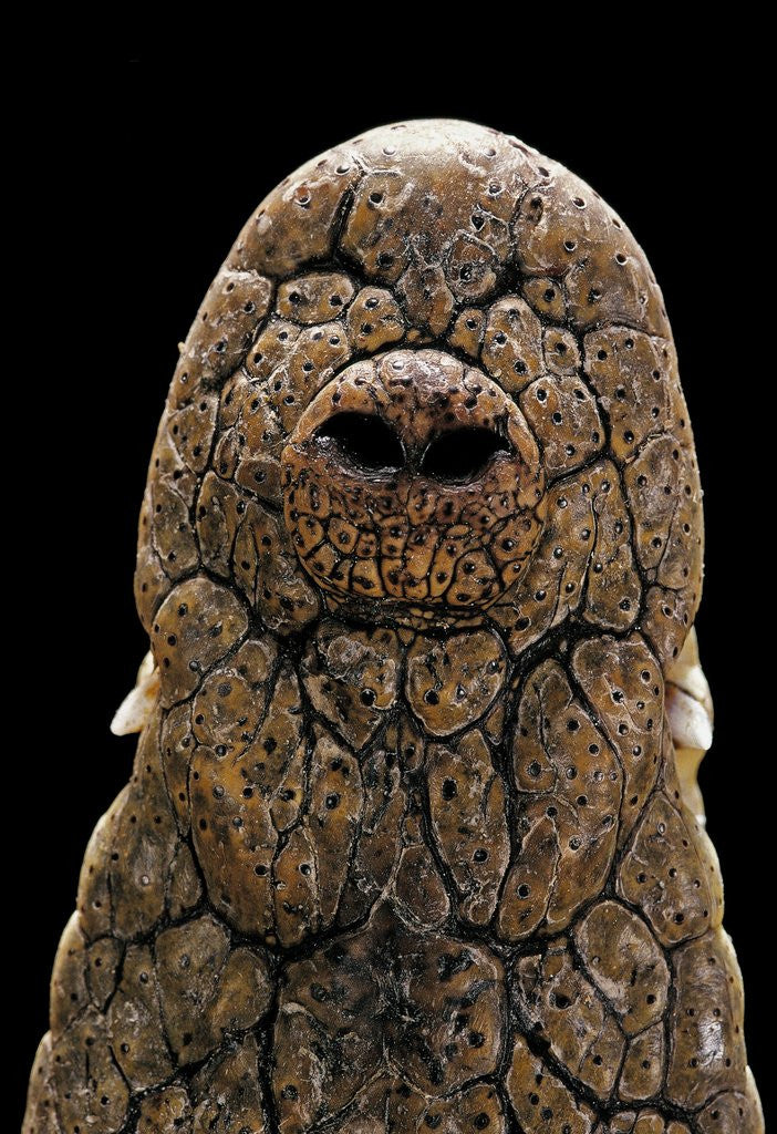 Detail of Crocodylus niloticus (Nile crocodile) - snout by Anonymous