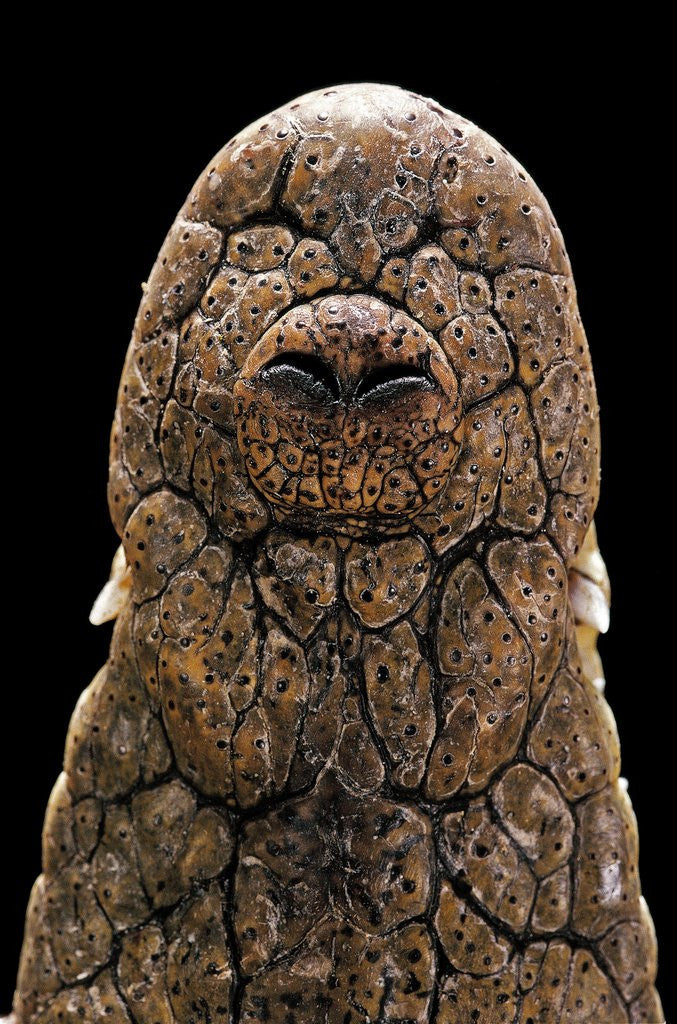 Detail of Crocodylus niloticus (Nile crocodile) - snout by Anonymous
