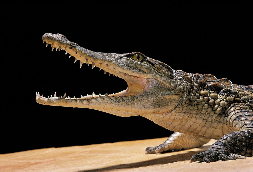 Detail of Crocodylus niloticus (Nile crocodile) by Corbis
