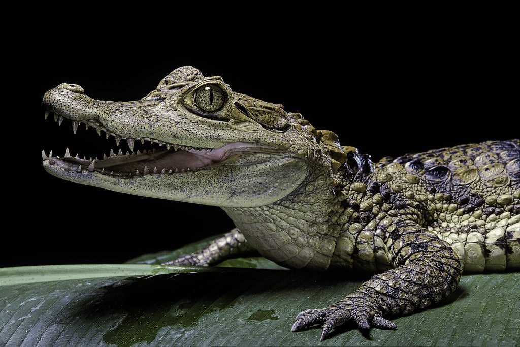 Detail of Caiman crocodilus) (spectacled caiman) by Anonymous