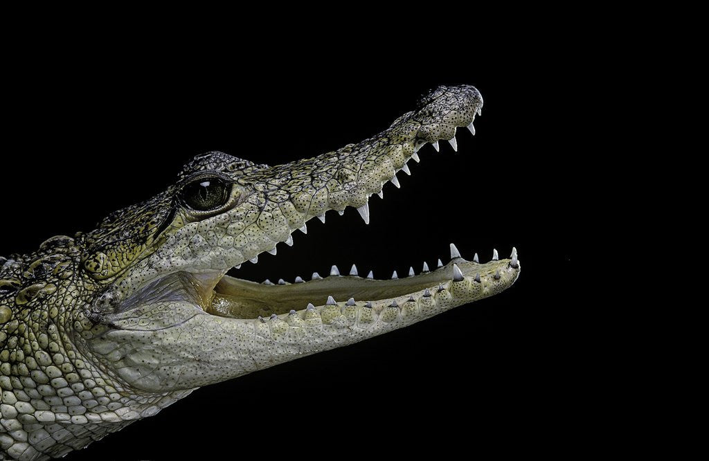Detail of Crocodylus moreletii (Morelet's crocodile) by Anonymous