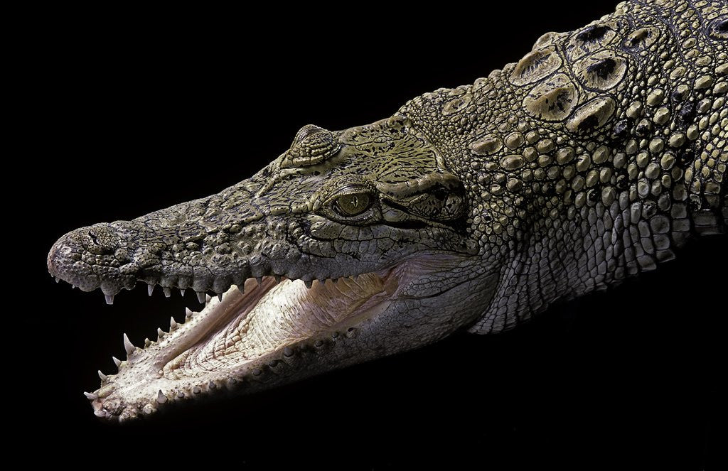 Detail of Crocodylus porosus (saltwater crocodile) by Anonymous