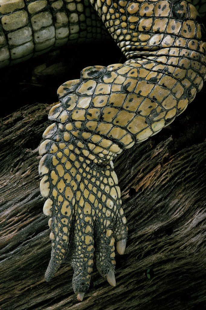 Detail of Gavialis gangeticus (gharial) - hindleg by Corbis