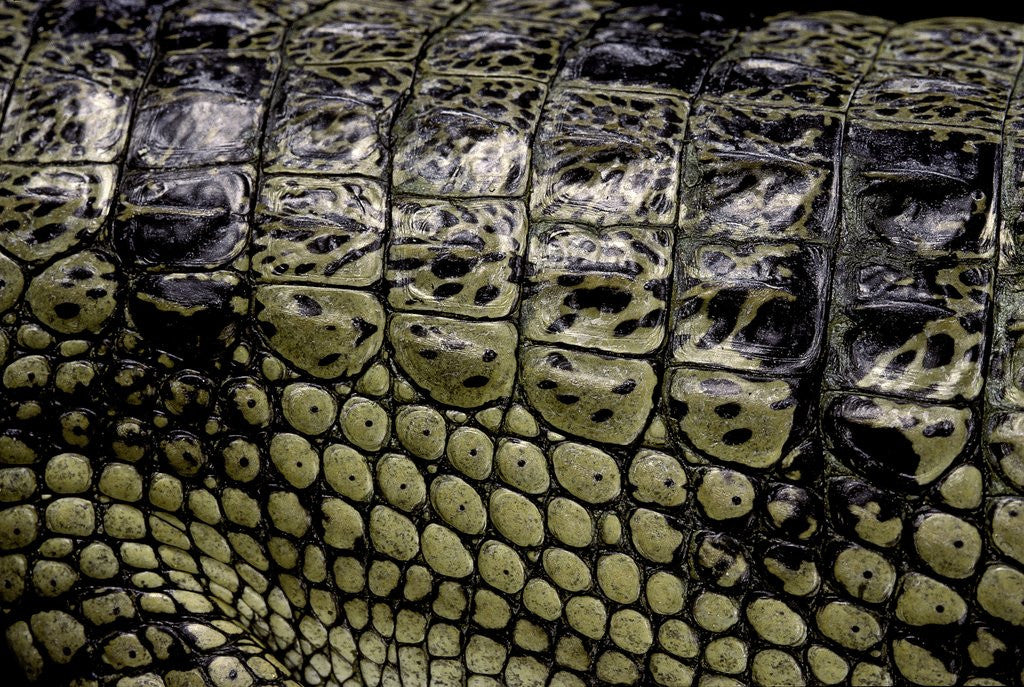 Detail of Gavialis gangeticus (gharial) - scales by Anonymous