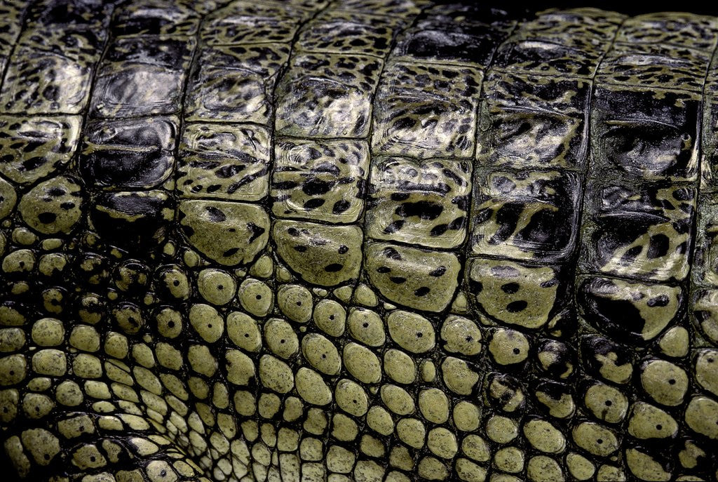 Detail of Gavialis gangeticus (gharial) - scales by Corbis