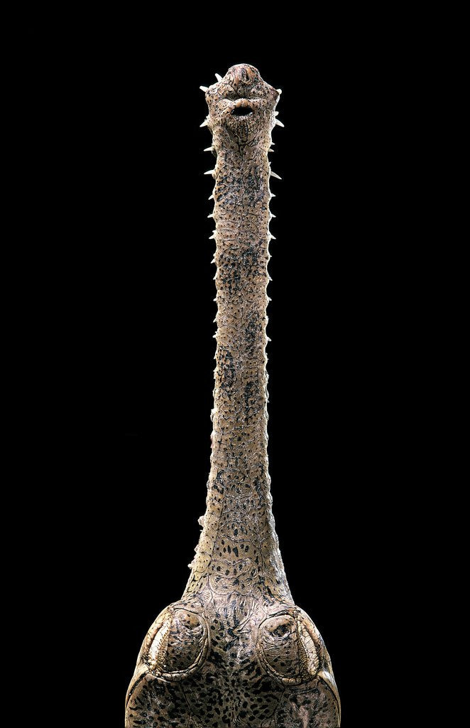 Detail of Gavialis gangeticus (gharial) - snout by Anonymous