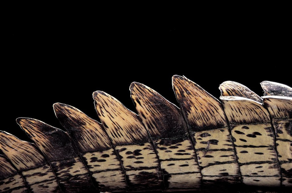 Detail of Gavialis gangeticus (gharial) - tail by Anonymous