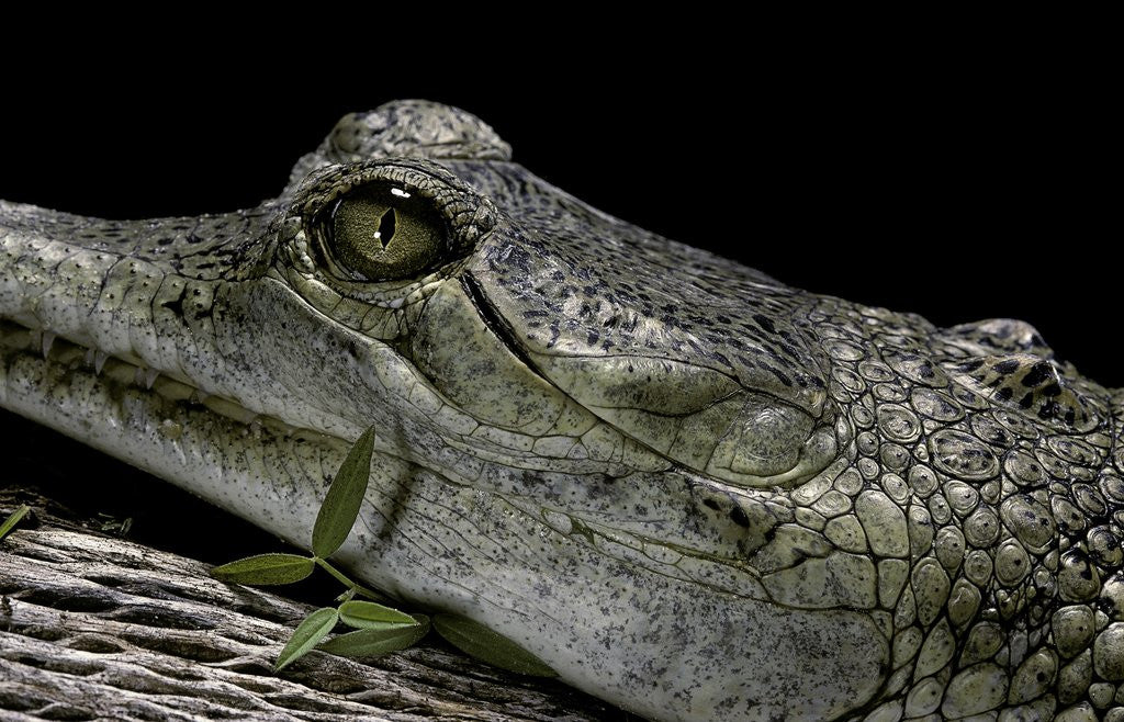 Detail of Gavialis gangeticus (gharial) by Anonymous
