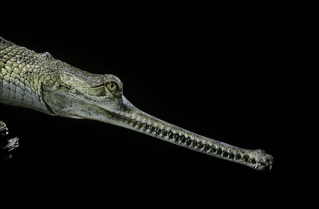 Detail of Gavialis gangeticus (gharial) by Anonymous