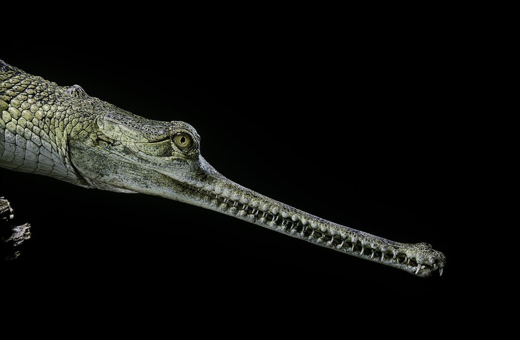 Detail of Gavialis gangeticus (gharial) by Corbis