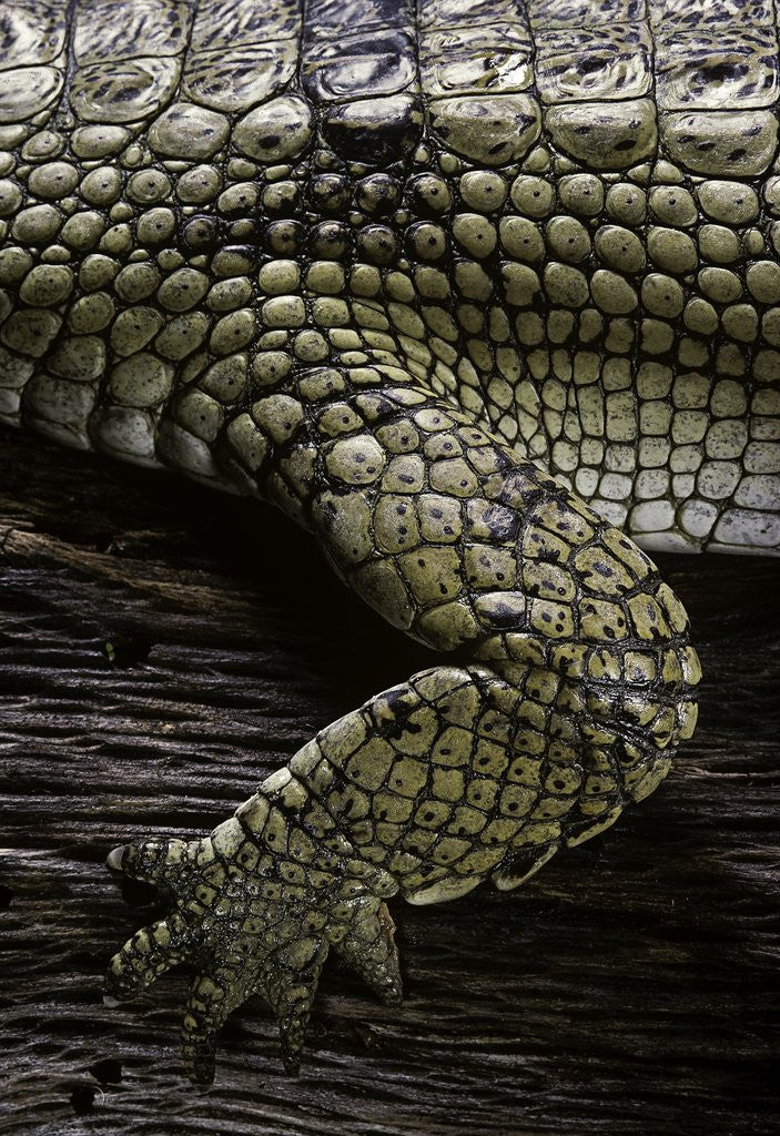 Detail of (Gavialis gangeticus (gharial)) - foreleg by Corbis