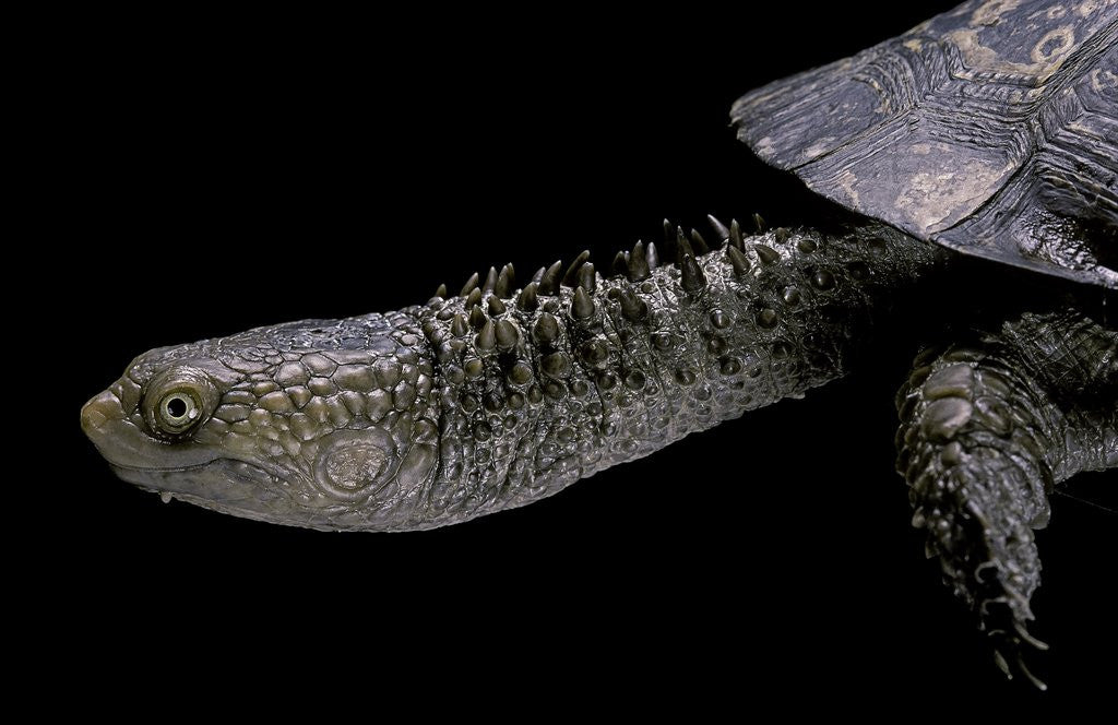 Detail of Acanthochelys spixii (black spine-necked swamp turtle) by Corbis