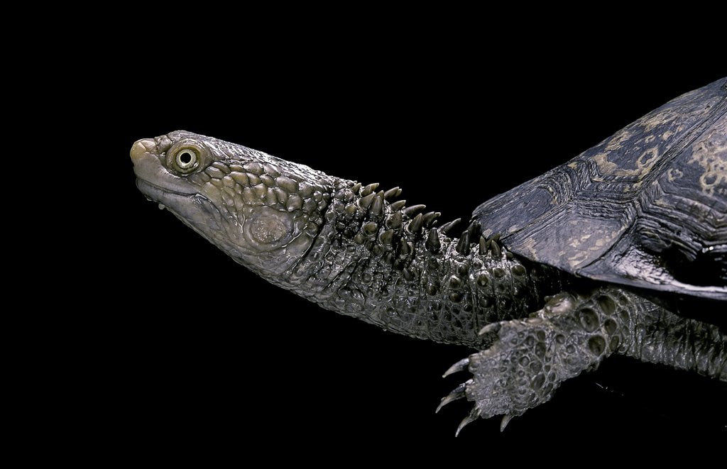 Detail of Acanthochelys spixii (black spine-necked swamp turtle) by Anonymous