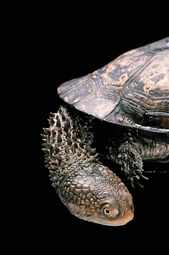 Detail of Acanthochelys spixii (black spine-necked swamp turtle) by Anonymous