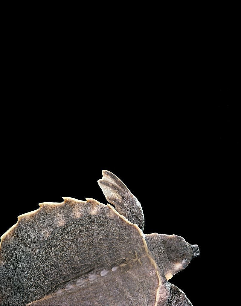 Detail of Carettochelys insculpta (pig-nosed turtle) by Anonymous