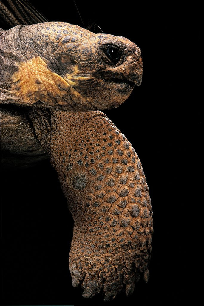 Detail of Chelonoidis nigra (Charles Island giant tortoise) by Anonymous