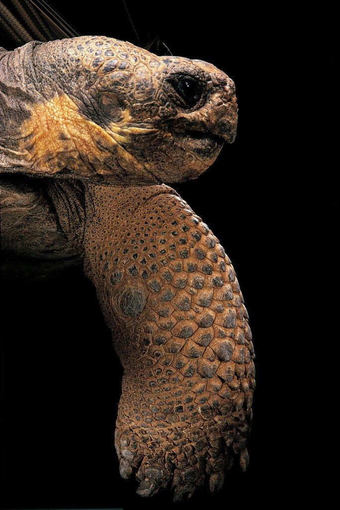 Detail of Chelonoidis nigra (Charles Island giant tortoise) by Corbis