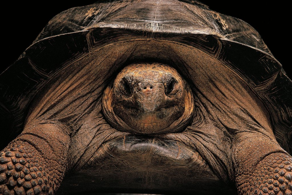 Detail of Chelonoidis nigra (Charles Island giant tortoise) by Anonymous