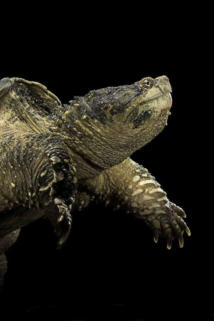 Detail of Chelydra serpentina (common snapping turtle) by Anonymous