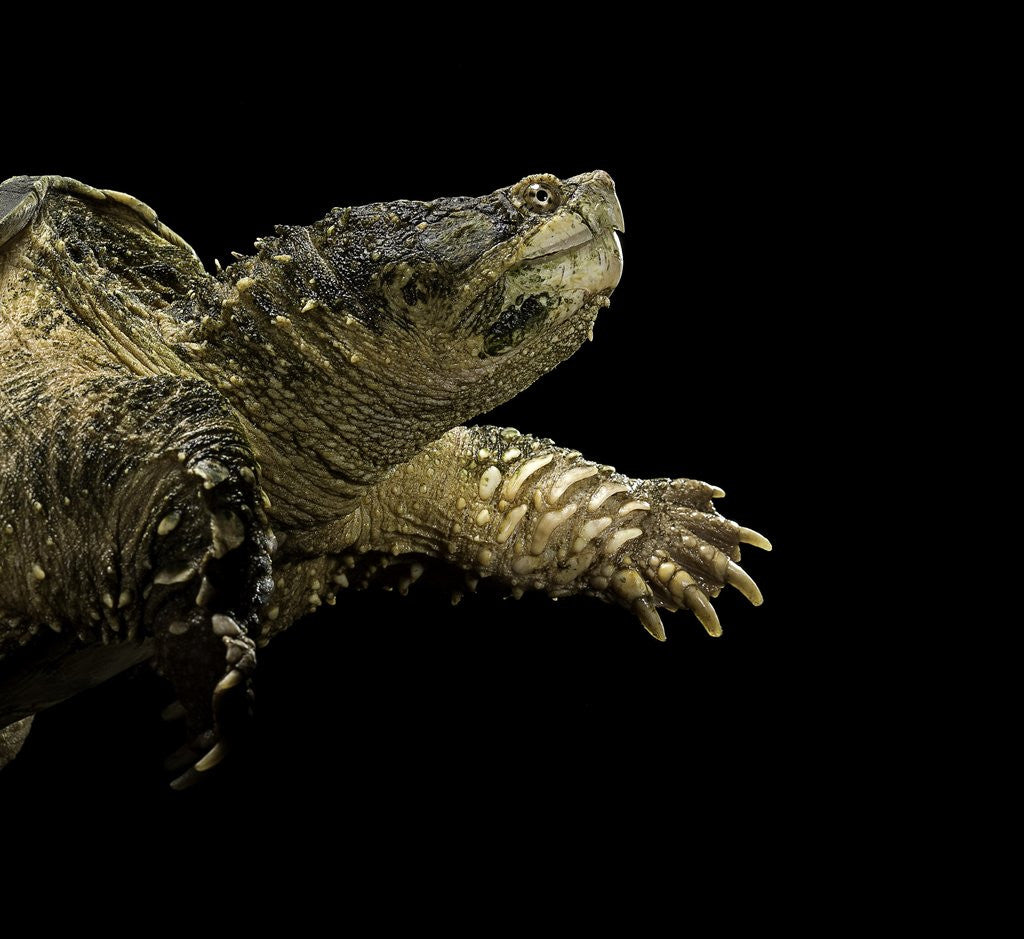 Detail of Chelydra serpentina (common snapping turtle) by Anonymous