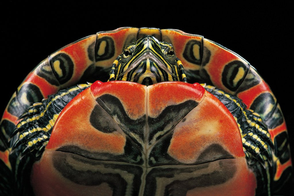 Detail of Chrysemys picta bellii (painted turtle) by Corbis