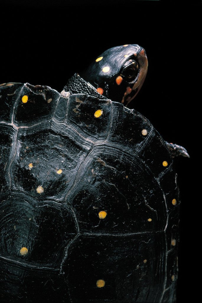 Detail of Clemmys guttata (spotted turtle) by Anonymous