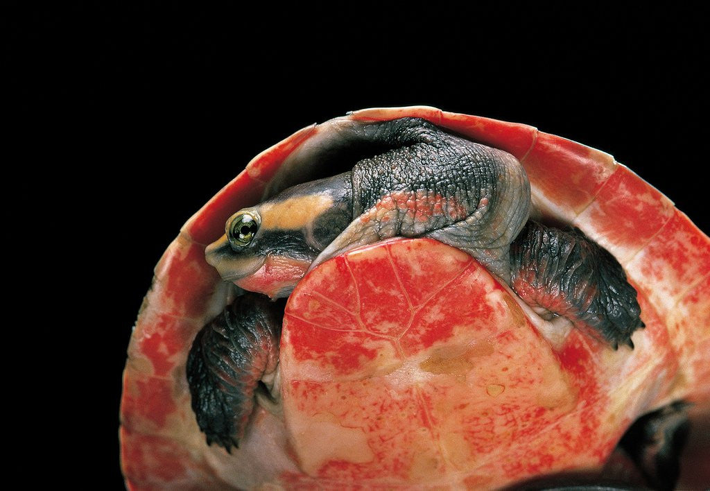 Detail of Emydura subglobosa (diamond-head turtle) by Corbis
