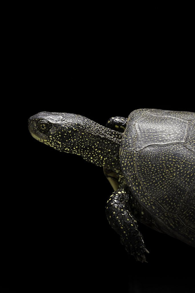 Detail of Emys orbicularis (european pond turtle) by Anonymous