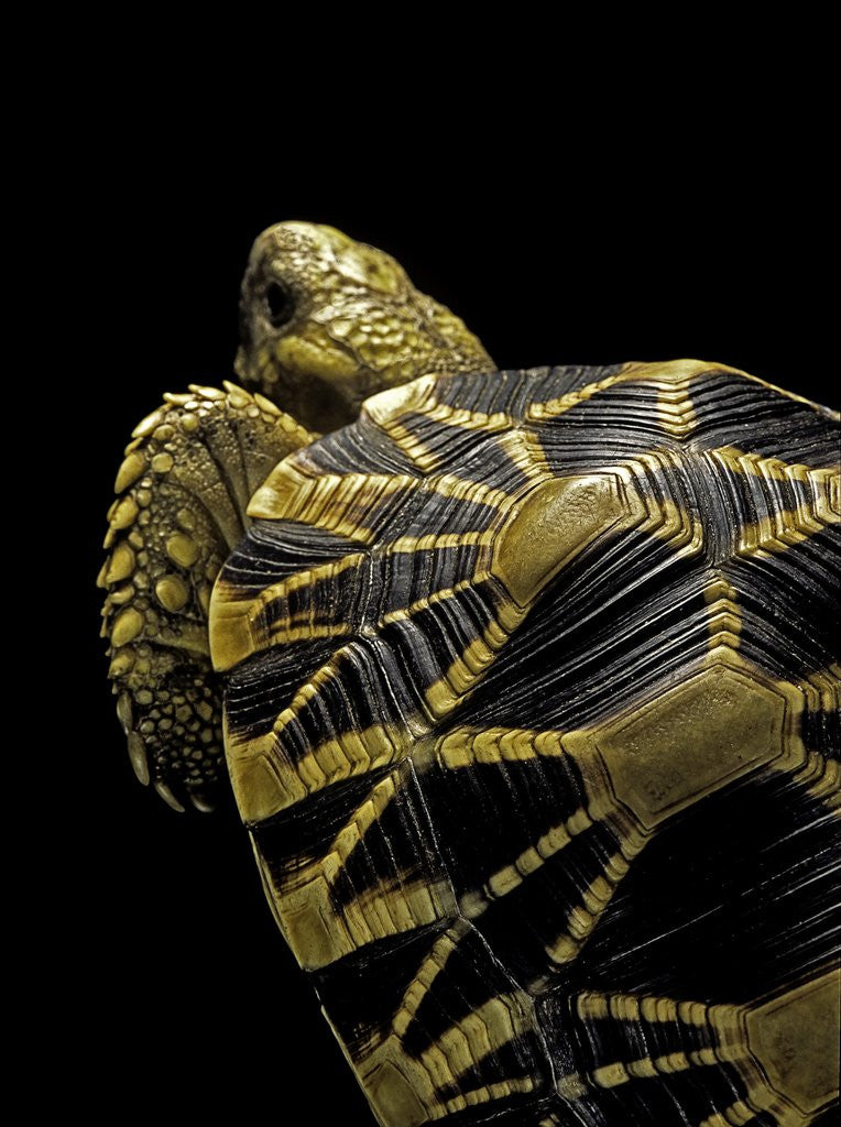 Detail of Geochelone platynota (burmese star tortoise) by Anonymous